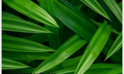 Công dụng của việc để lá dứa trong phòng ngủ