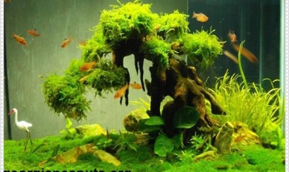 Cách diệt tảo lam hồ thủy sinh