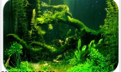 Mách bạn cách diệt tảo xanh trong hồ cá