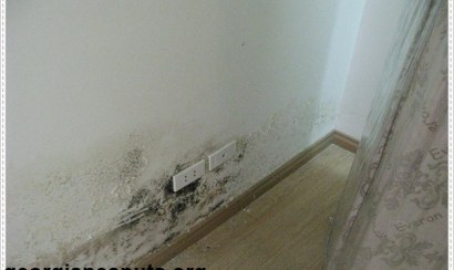 Cách diệt nấm mốc trên các loại tường nhà