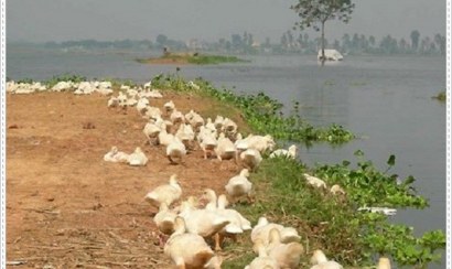 Ô nhiễm nước là gì?