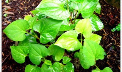 Cách giảm cân tự nhiên bằng rau diếp cá hiệu quả