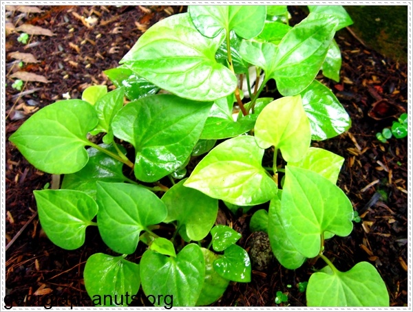 Rau diếp c&aacute; gi&uacute;p giảm c&acirc;n