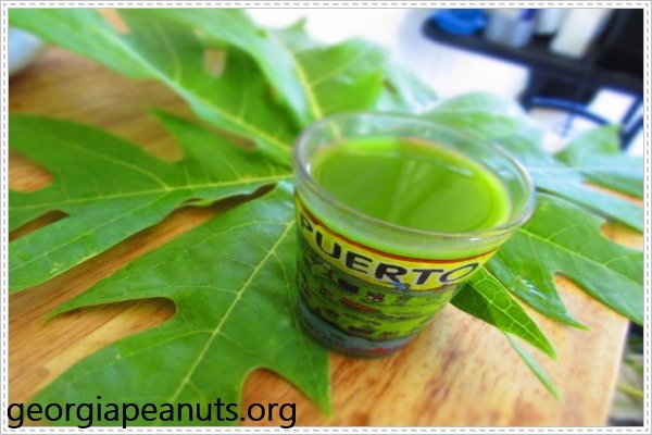 Thực hư chuyện l&aacute; đu đủ chữa ung thư