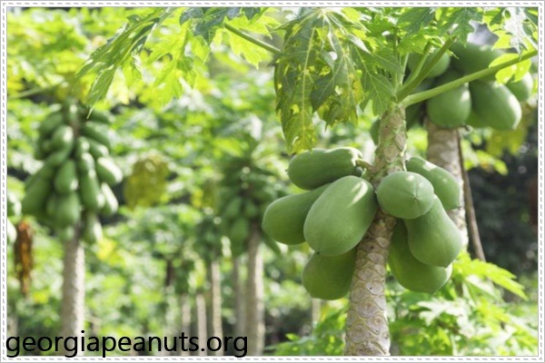 L&aacute; đu đủ c&oacute; khả năng chữa trị ung thư