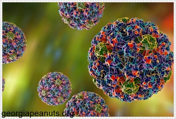 Mụn c&oacute;c sinh dục do HPV g&acirc;y ra