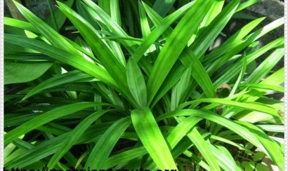 Làm thế nào để khử mùi hôi nhà vệ sinh đơn giản?