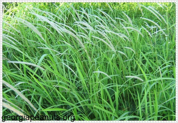 Trị nám da bằng cỏ tranh