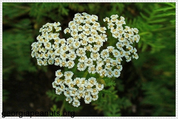 Trị nám da bằng cỏ thi