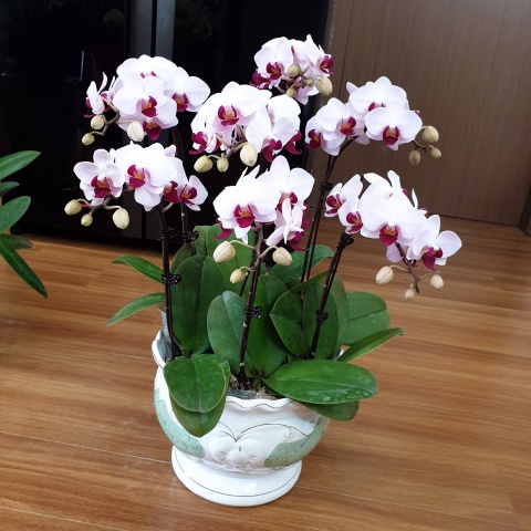 loại cây có thể khử mùi