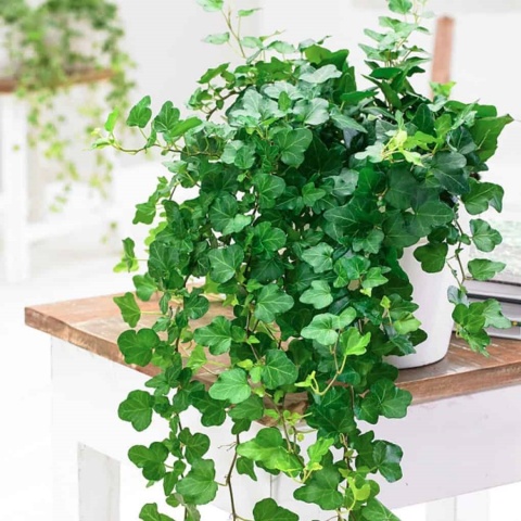 loại cây có thể khử mùi