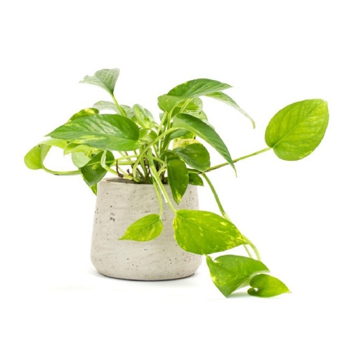 loại cây có thể khử mùi