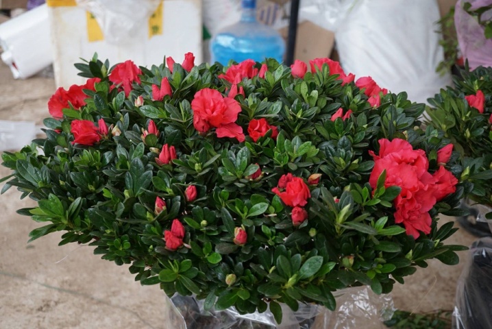 loại cây có thể khử mùi