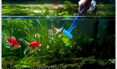 Cách làm sạch kính hồ cá trong tích tắc