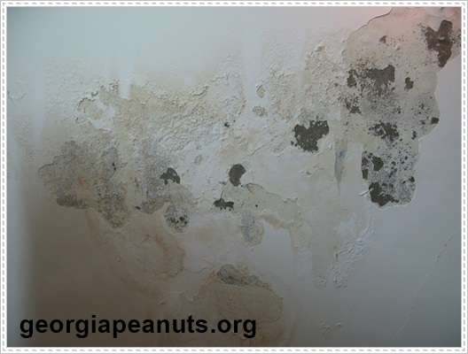 Tường nh&agrave; bị ẩm mốc